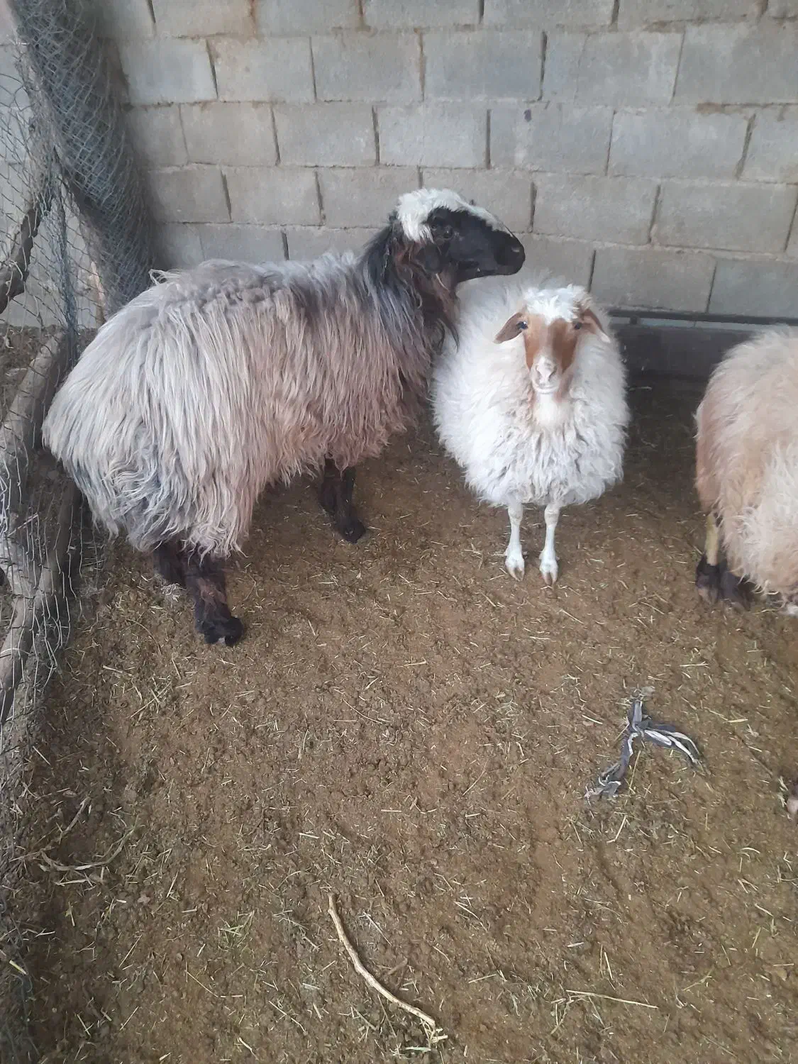 بره قوچ|حیوانات مزرعه|شیدا, |دیوار