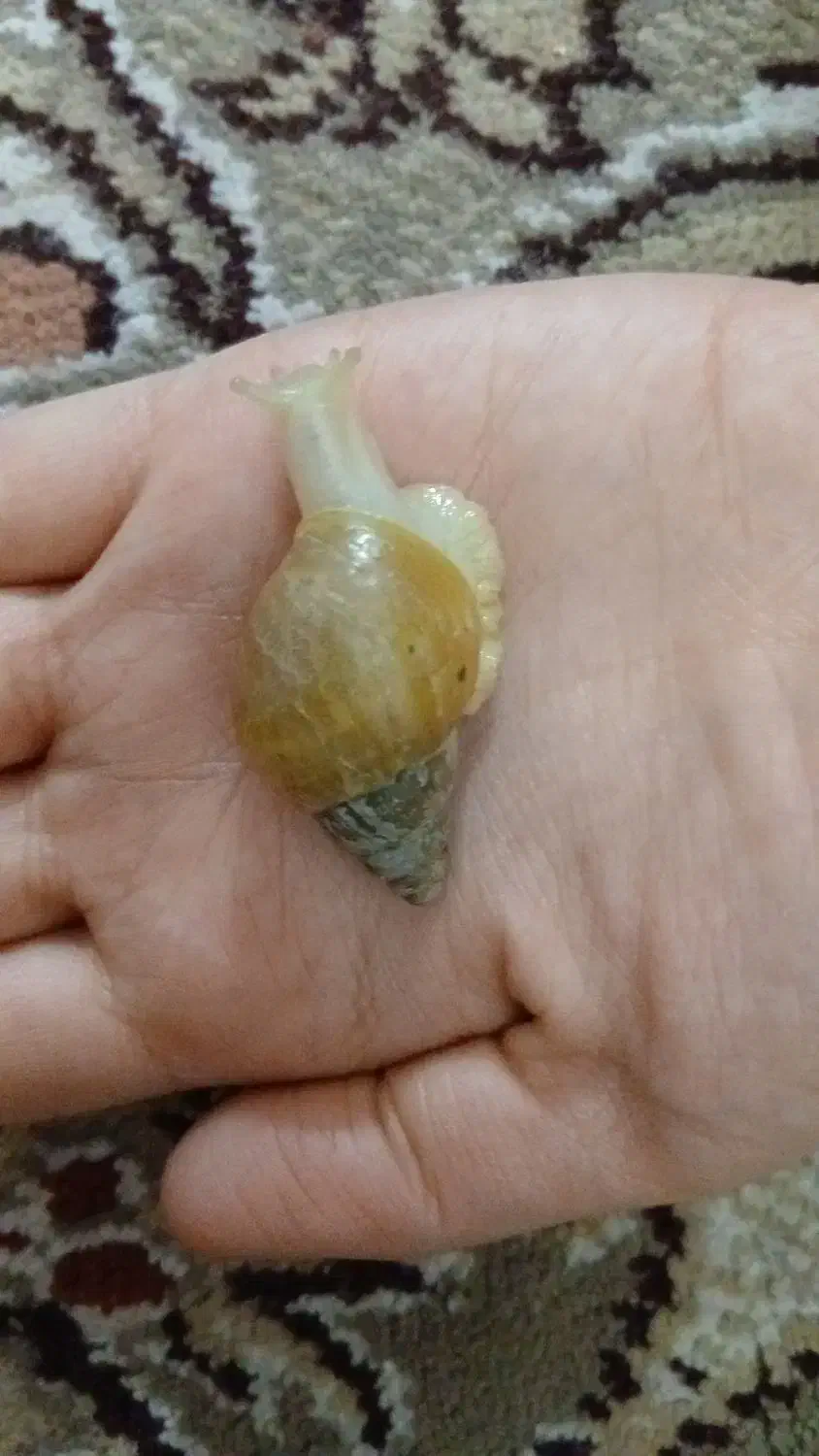 حلزون اچاچیتا|خزنده|اصفهان, برلیان|دیوار