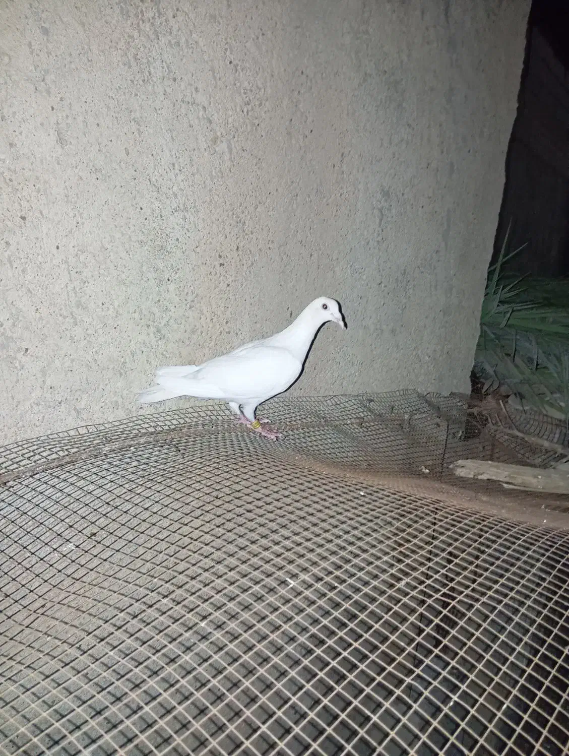 کبوتر|پرنده|سعدآباد, |دیوار