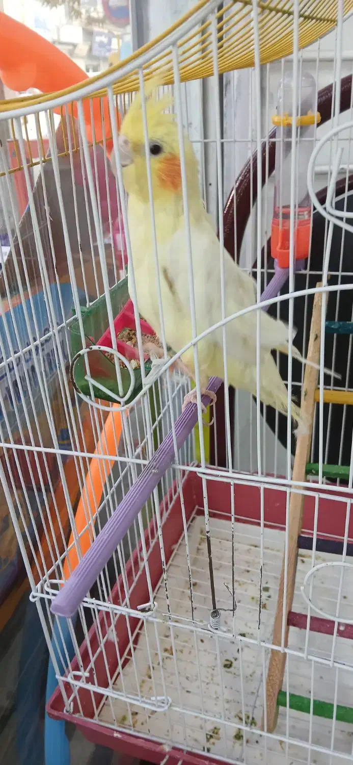 عروس هلندی دستی|پرنده|کوهدشت, |دیوار