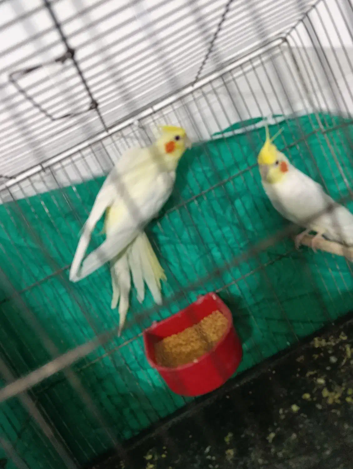 عروس لوتینو|پرنده|گرگان, |دیوار