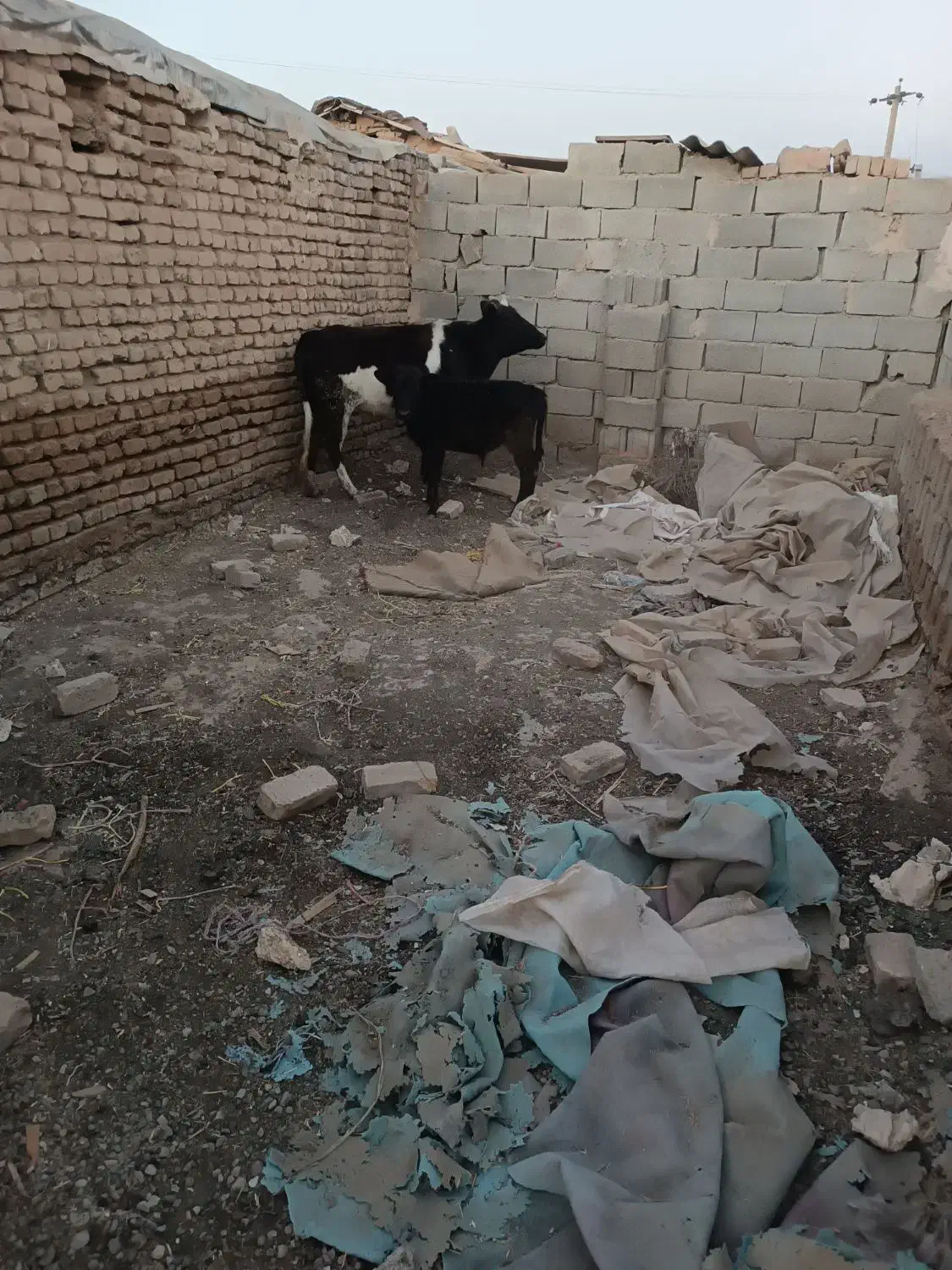 حیوان|حیوانات مزرعه|آبیک, |دیوار