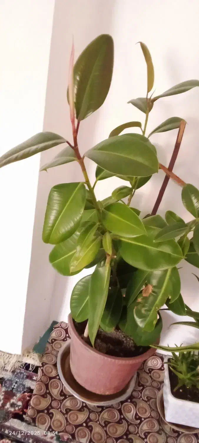 گل زیبا|گل و گیاه طبیعی|کلاترزان, |دیوار