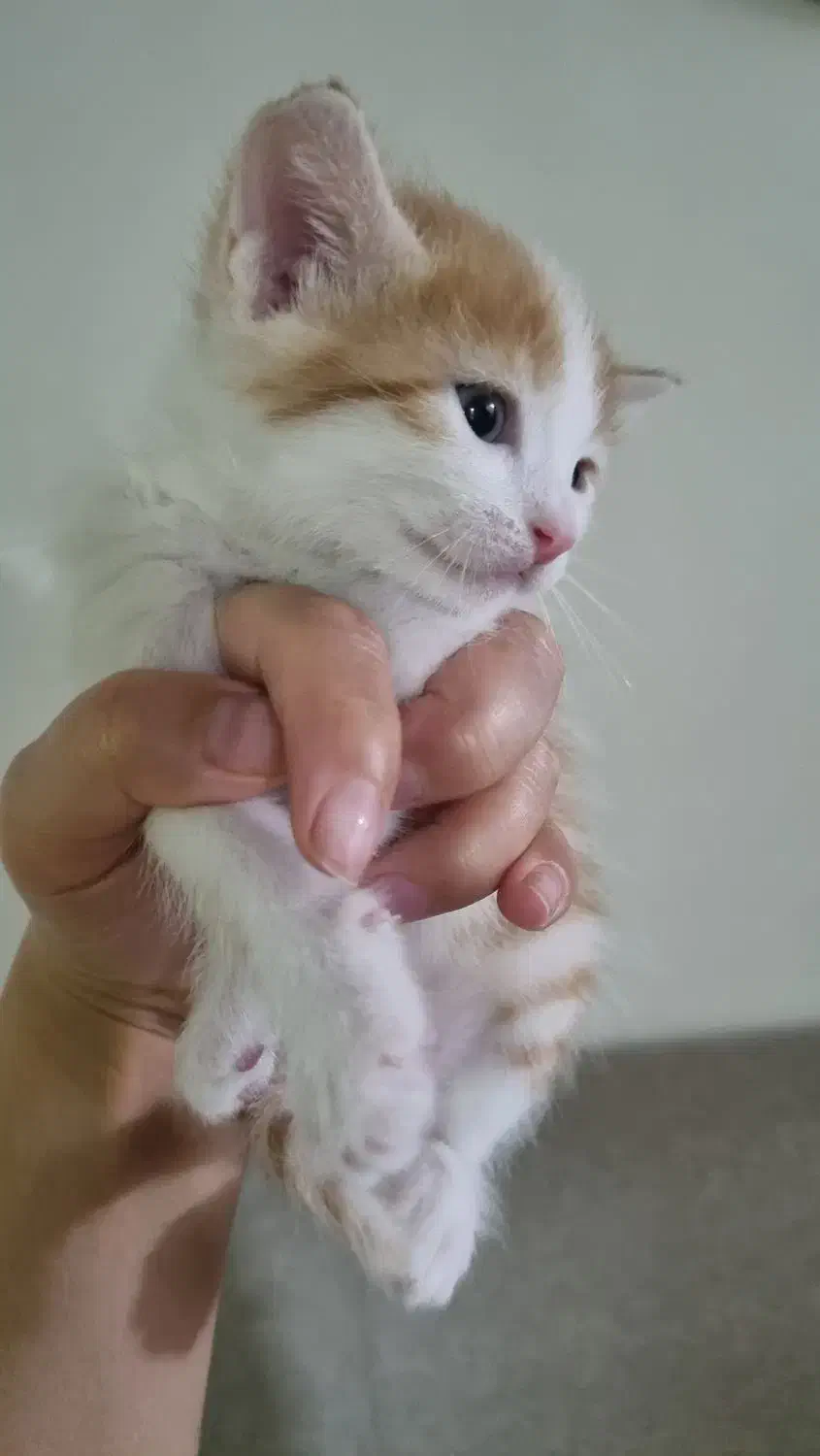 واگذاری بچه گربه|گربه|تربت جام, فاز ۲ فرهنگیان|دیوار