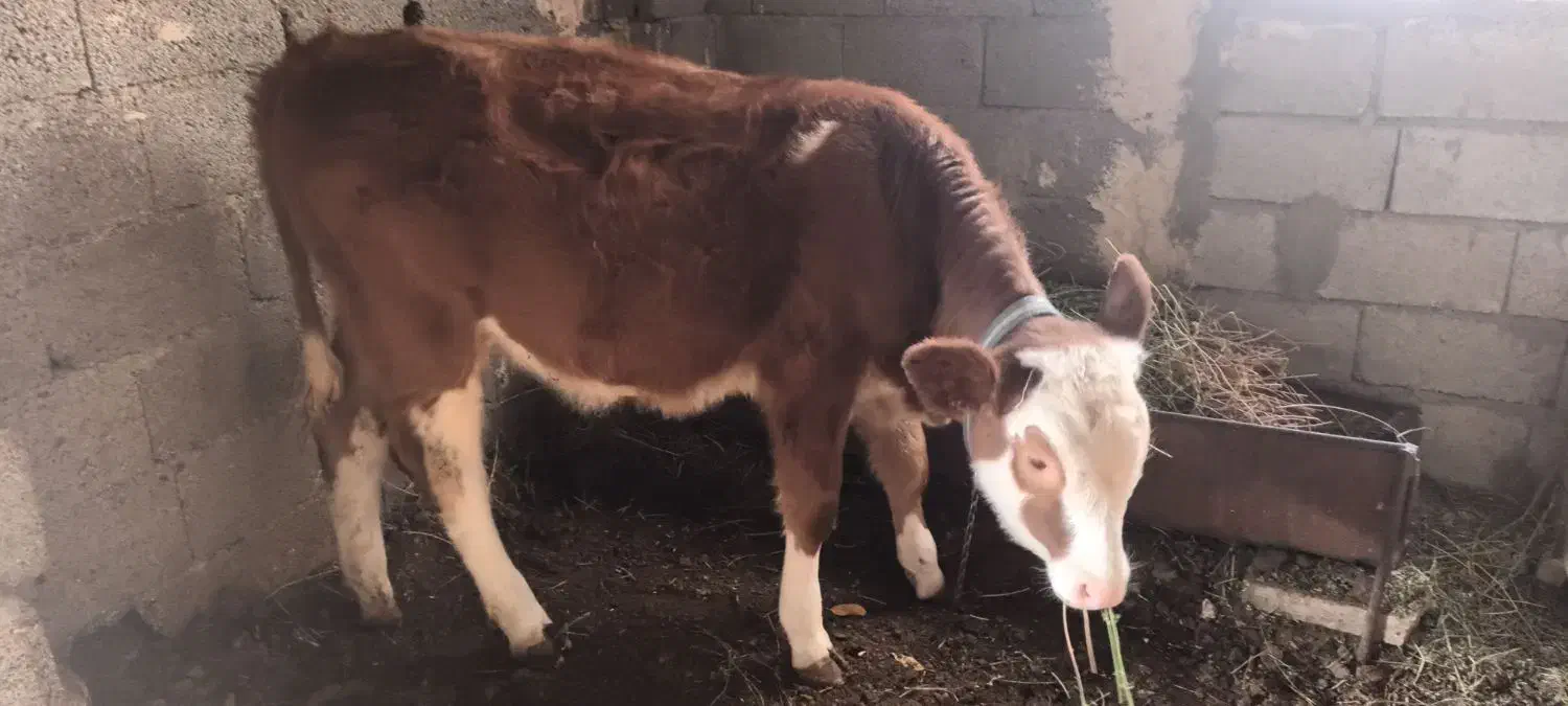 گاو|حیوانات مزرعه|نوشین شهر, |دیوار