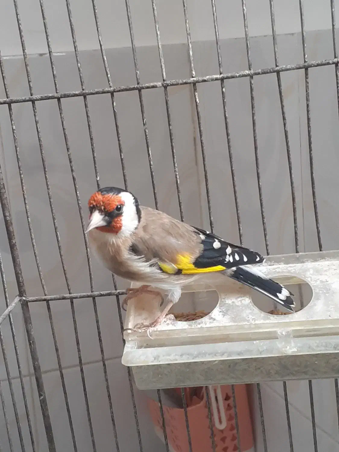 سهره بخوان|پرنده|فردیس, قریشی|دیوار