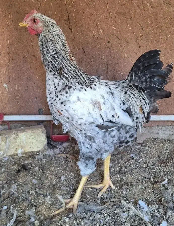 خروس گلین|حیوانات مزرعه|اصفهان, قهجاورستان|دیوار