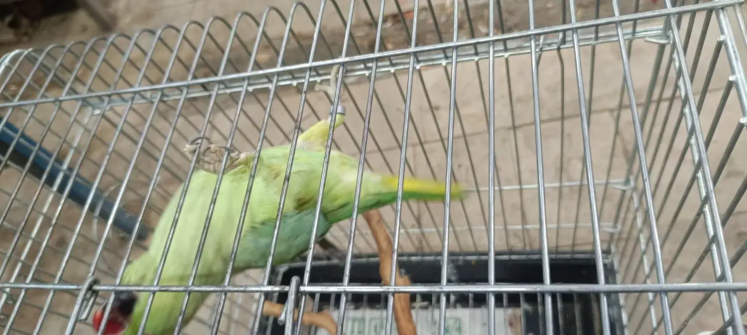 طوطی ملنگو نر ۱۷ماهه|پرنده|تهران, انبار نفت|دیوار