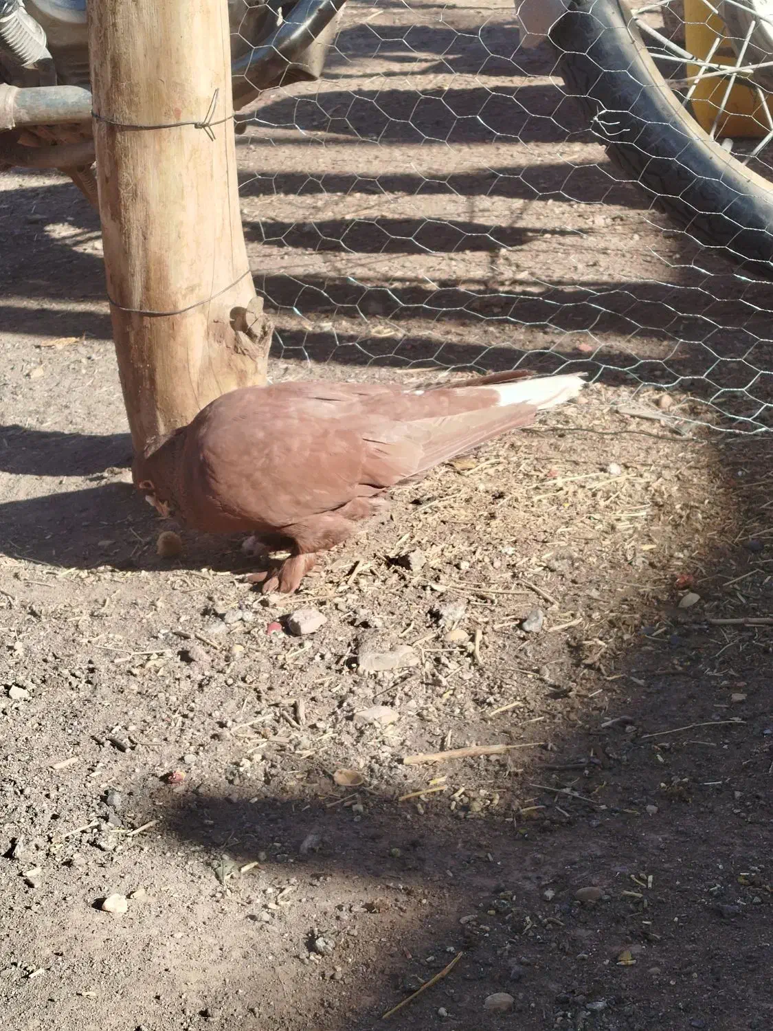 جفت گلی دم سفیدمادش زردبا ماده پلنگ حق|پرنده|رفسنجان, |دیوار