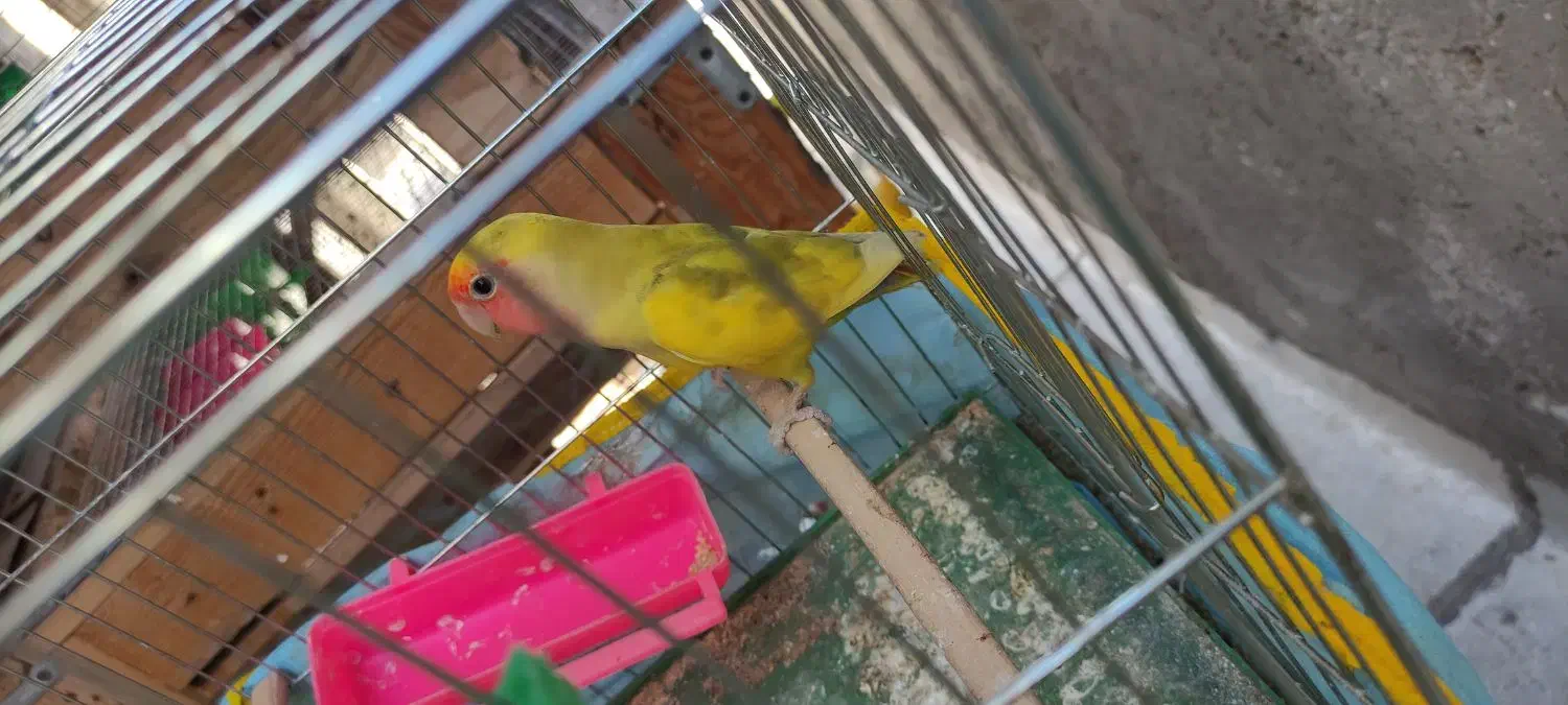 طوطی برزیلی|پرنده|الوند, |دیوار