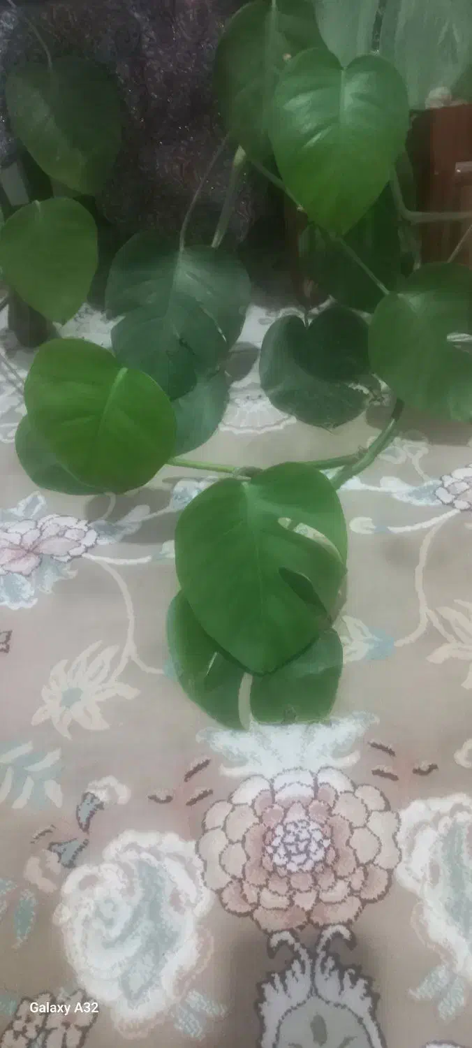 گل طبیعی|گل و گیاه طبیعی|قم, انسجام|دیوار