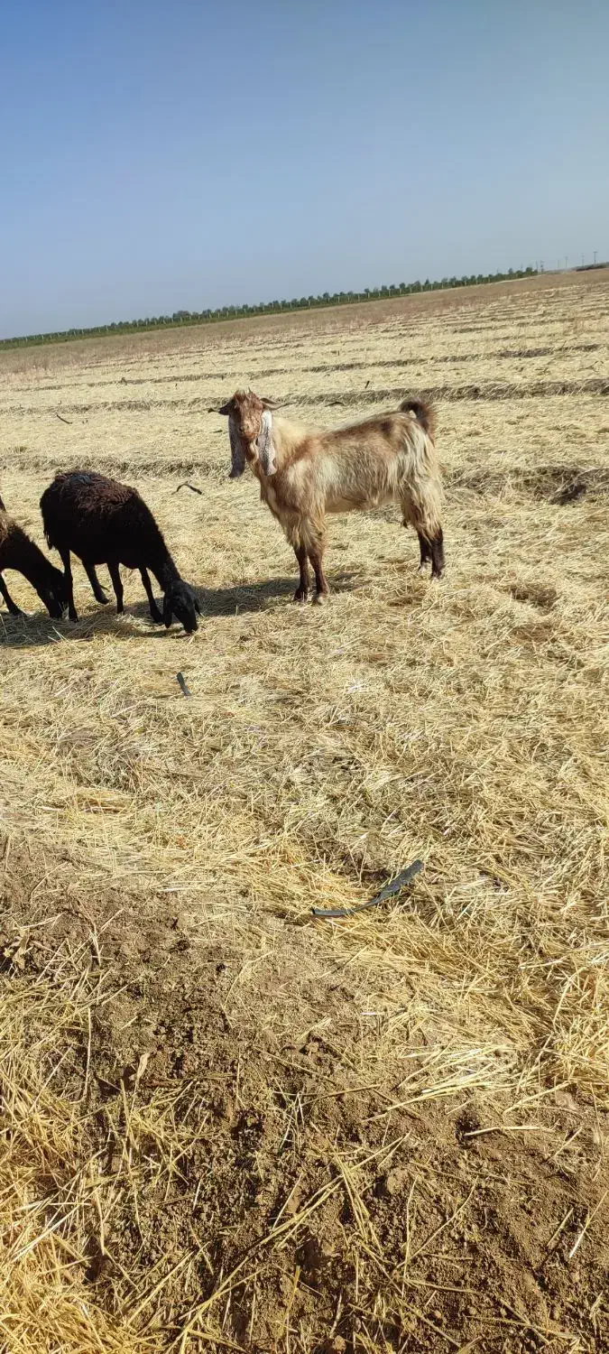 فروش بز نر نژاد دوقلو سه قلو زا|حیوانات مزرعه|قزوین, |دیوار