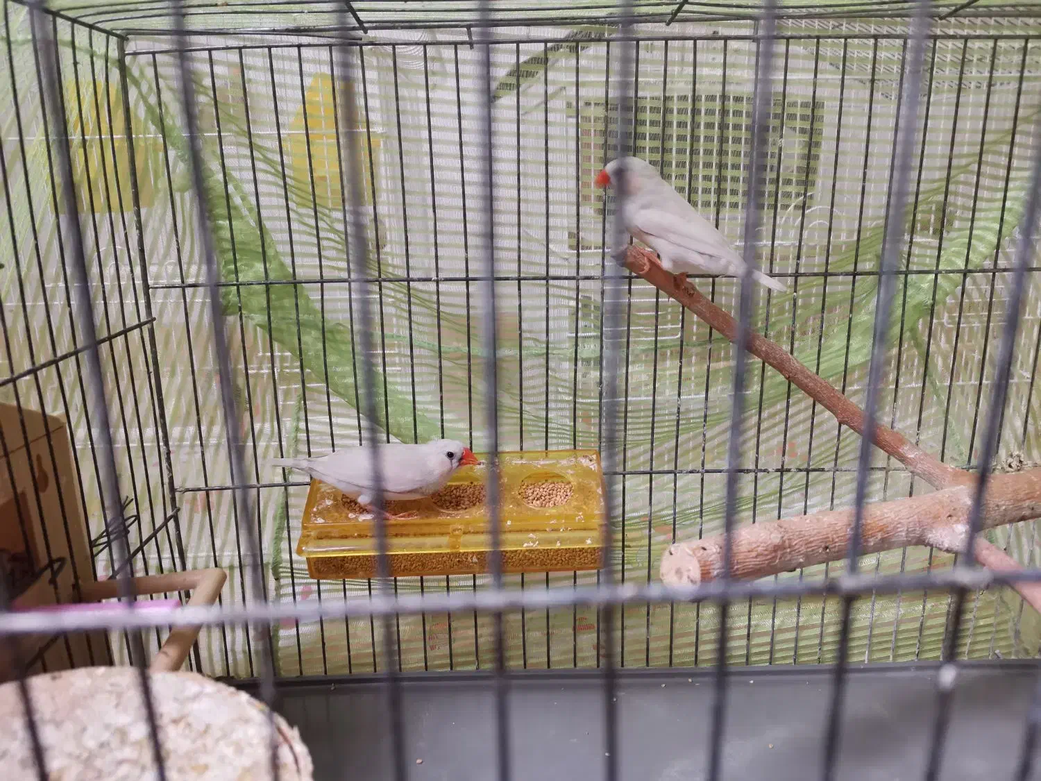 فنچ|پرنده|تهران, شکوفه|دیوار