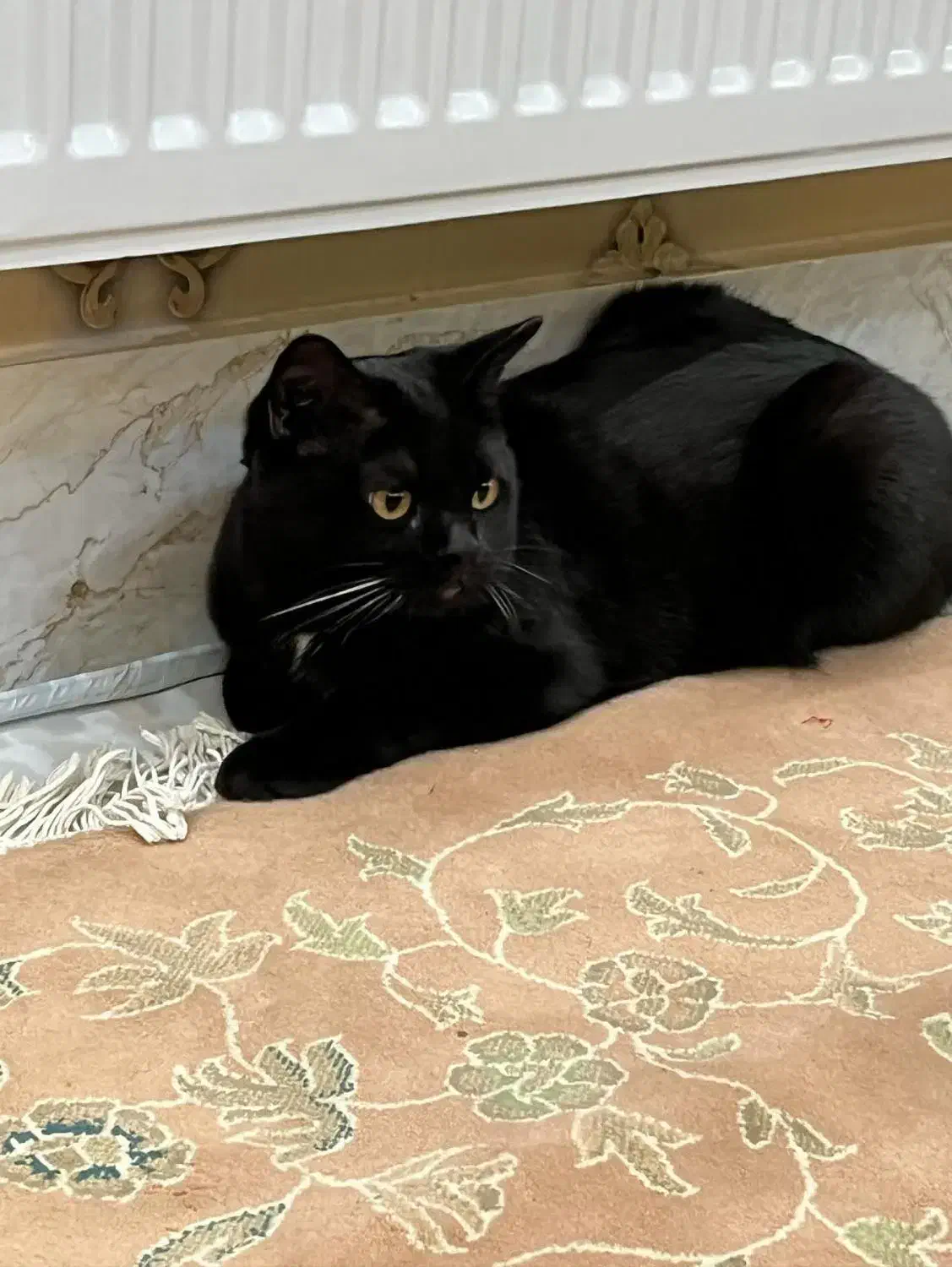 واگذاری گربه نر ترکیب بریتیش هیمالین|گربه|اردبیل, |دیوار