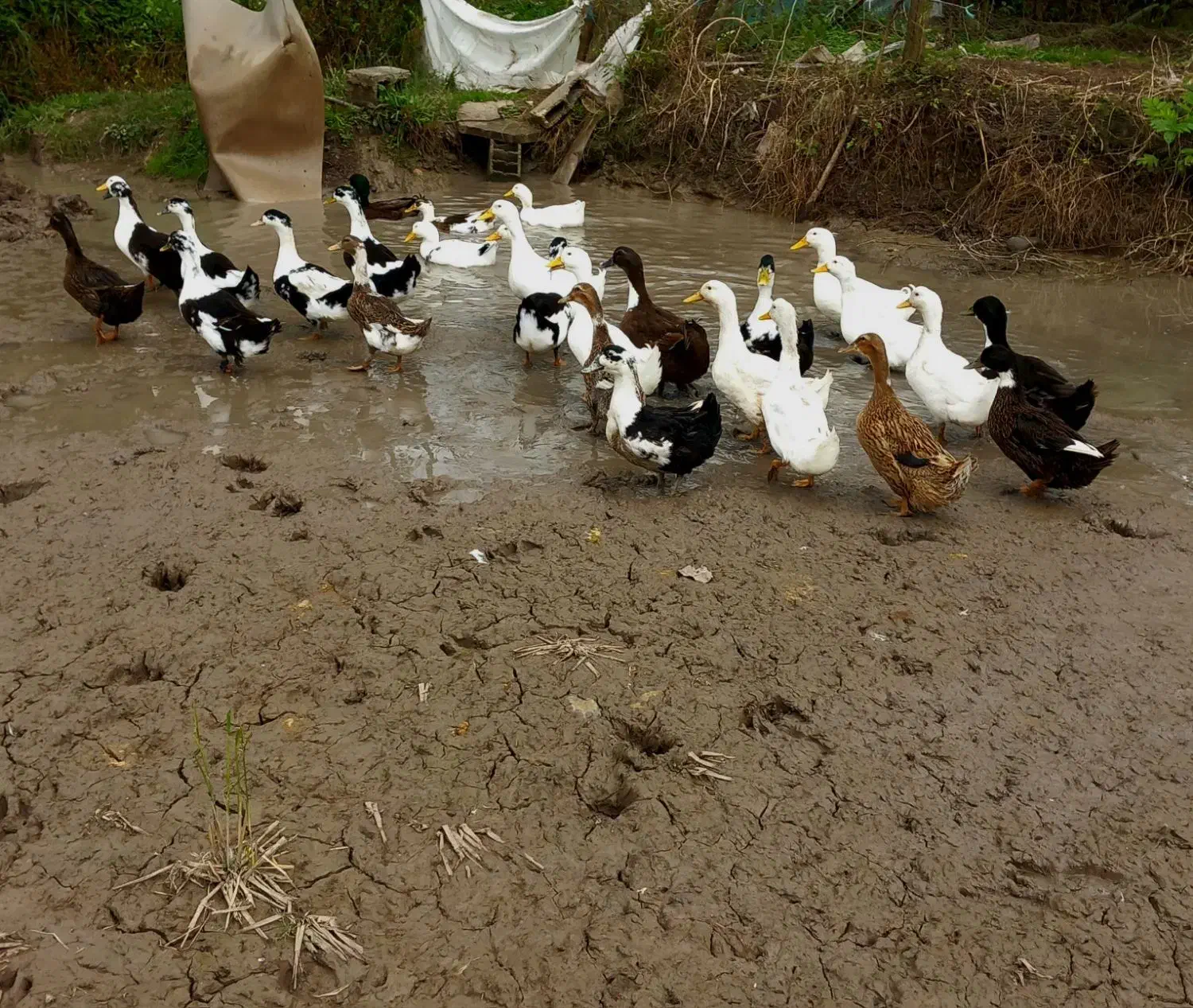 اوردک نر و ماده 15عدد برای فروش|حیوانات مزرعه|رشت, لاکان|دیوار