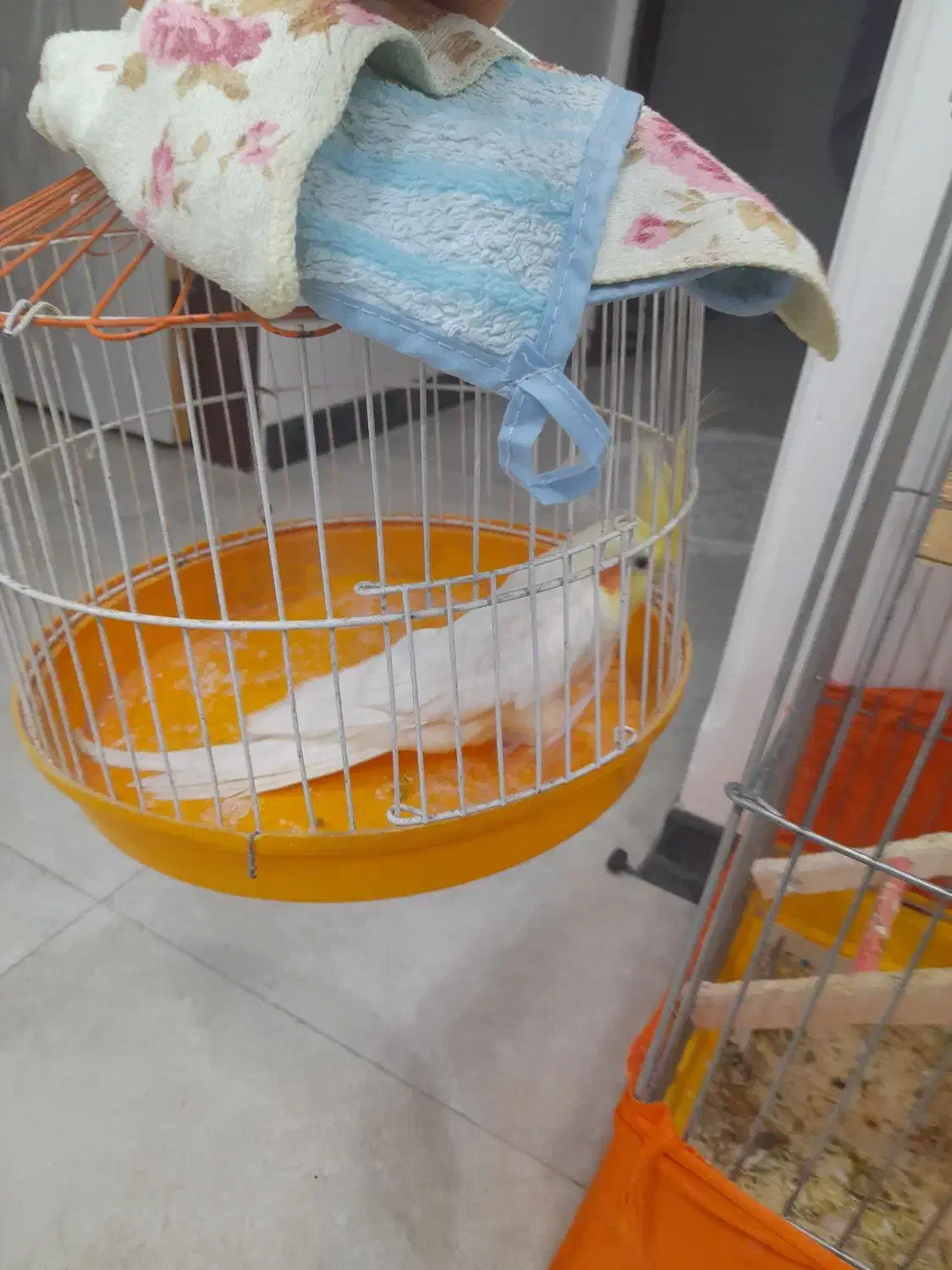 عروس هلندی|پرنده|ماهدشت, |دیوار