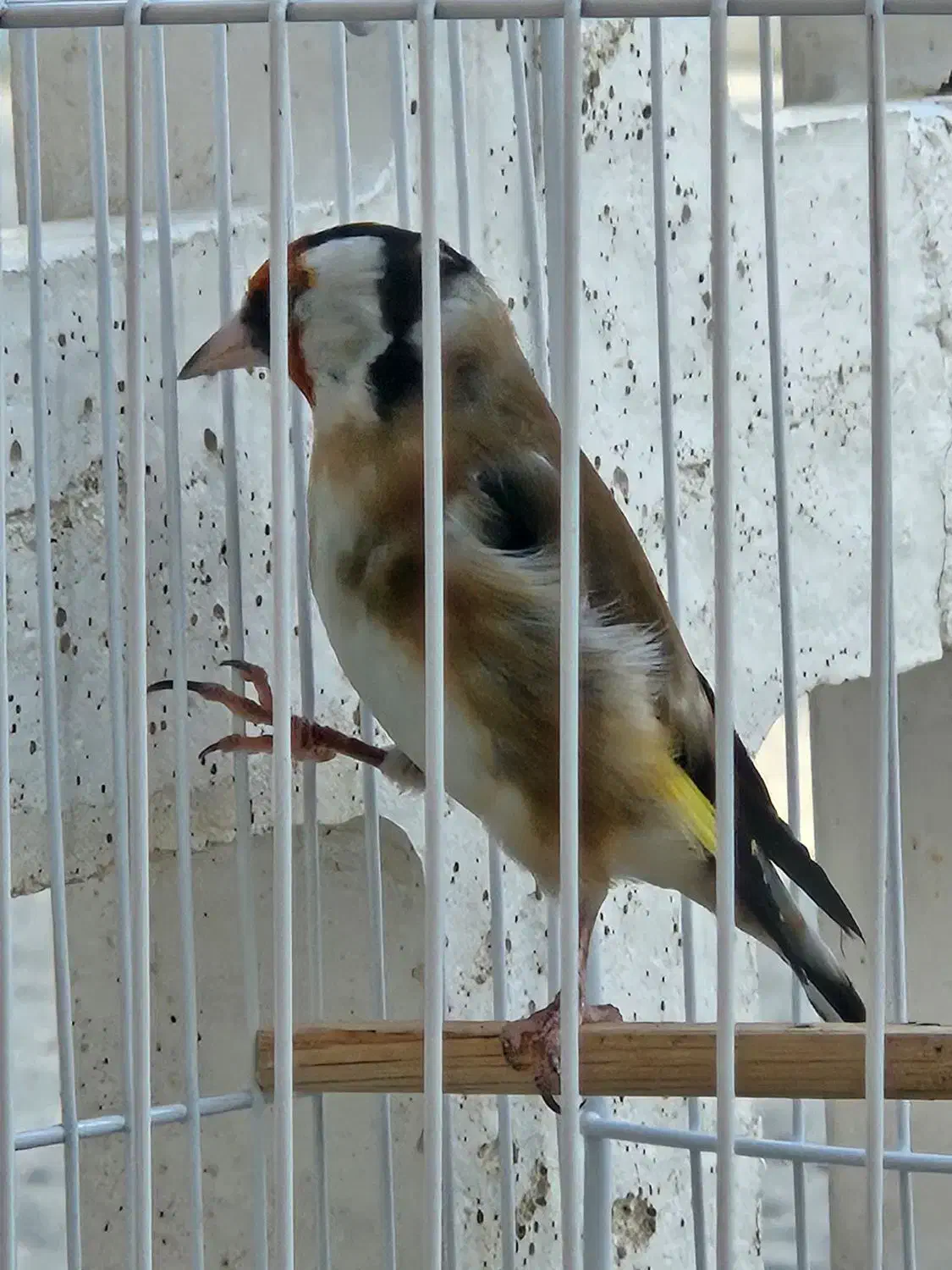 سهره چهارگل دهن لر|پرنده|مشهد, شهرک شهید باهنر|دیوار