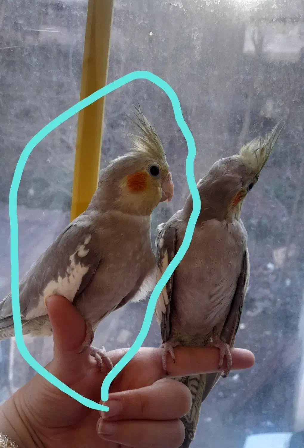 عروس هلندی|پرنده|رشت, یخسازی|دیوار