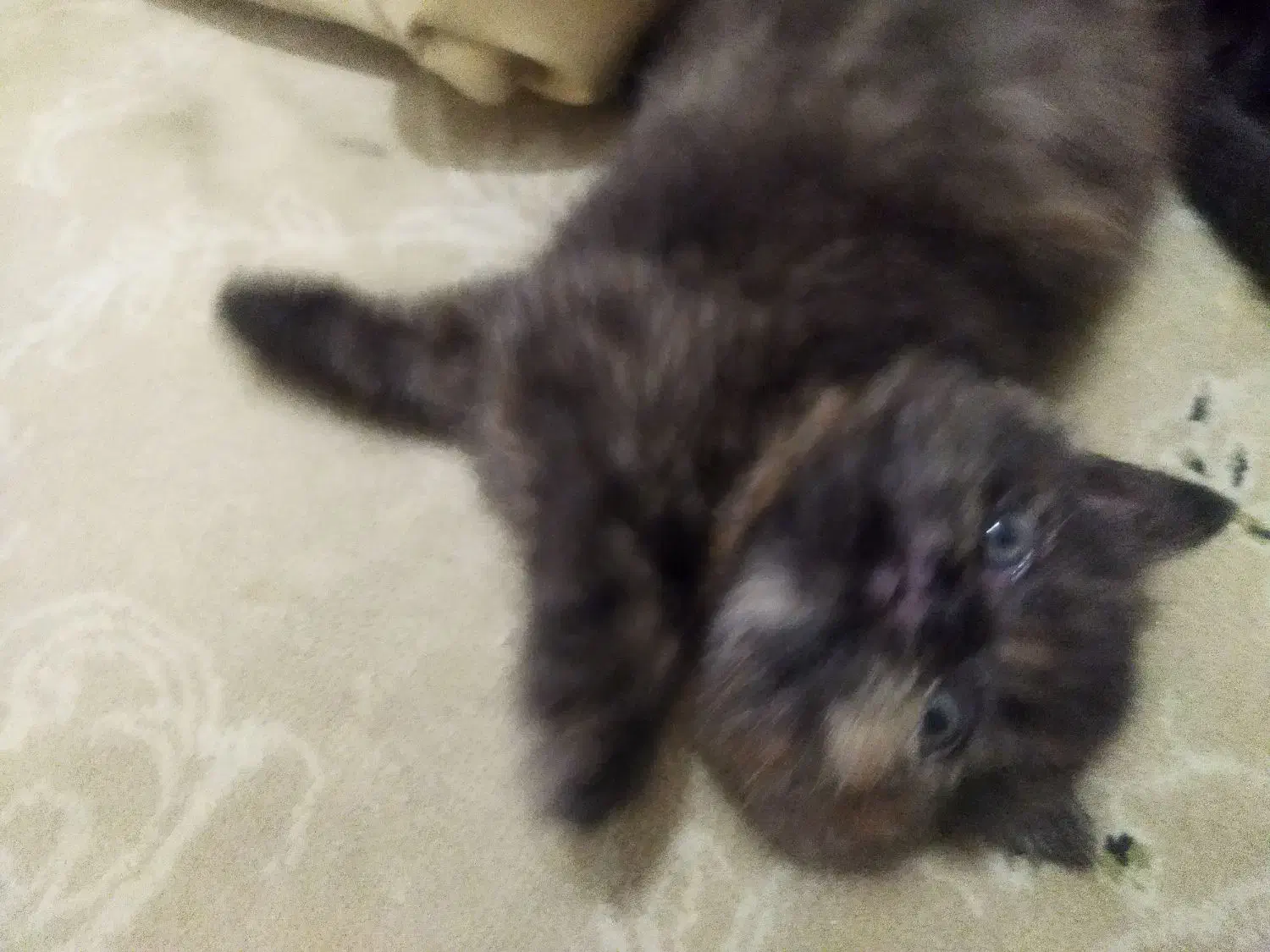 توله پرشین|گربه|گنبد کاووس, |دیوار