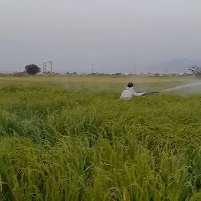 شالی دمسیاه قلم درشت|عمده‌فروشی|گنبد کاووس, |دیوار