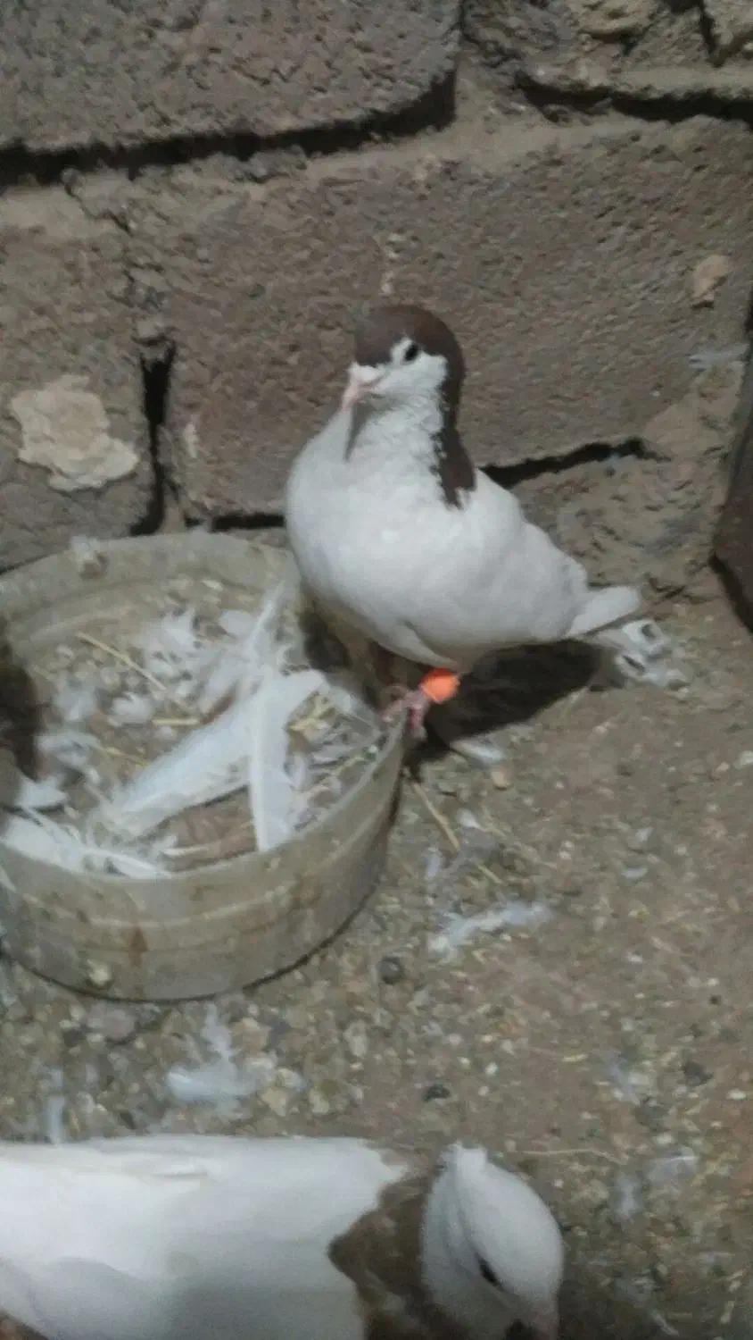 کفترخال‌وچپ‌وطوقی‌‌|پرنده|شامکان, |دیوار