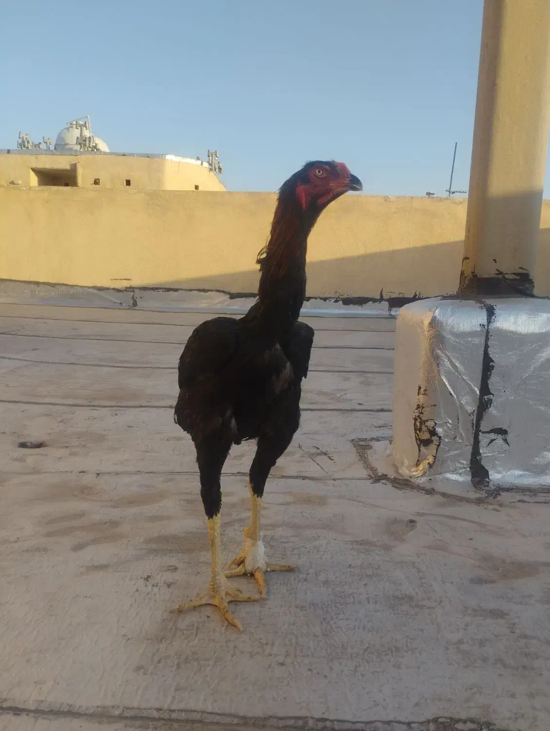 خروس لاری|حیوانات مزرعه|نسیم‌شهر, |دیوار