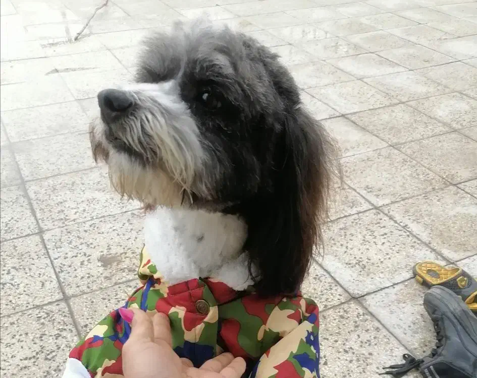 واگذاری سگ نژاد کوچک پذیرفته میشود ترجیحا ماده|سگ|کرج, کلاک پایین|دیوار