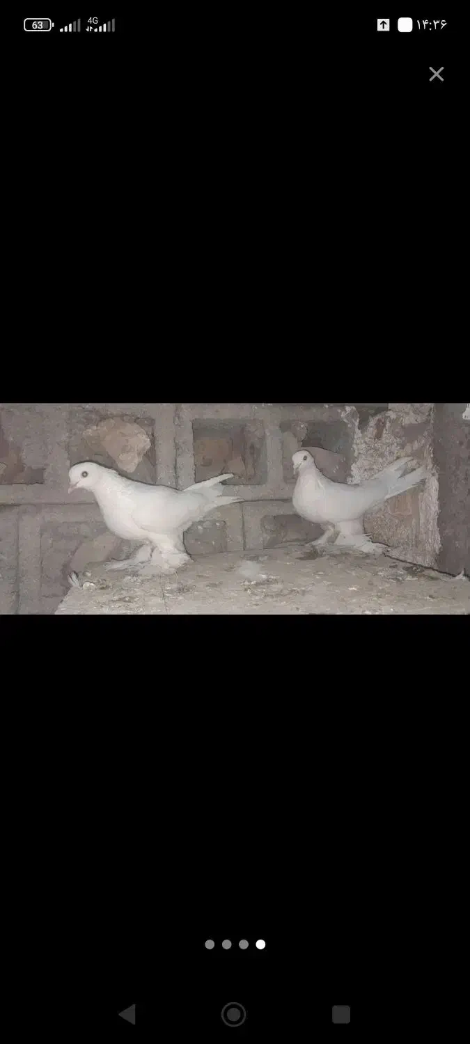 کبوتر پاپر سفید چرخی|پرنده|میاندوآب, |دیوار