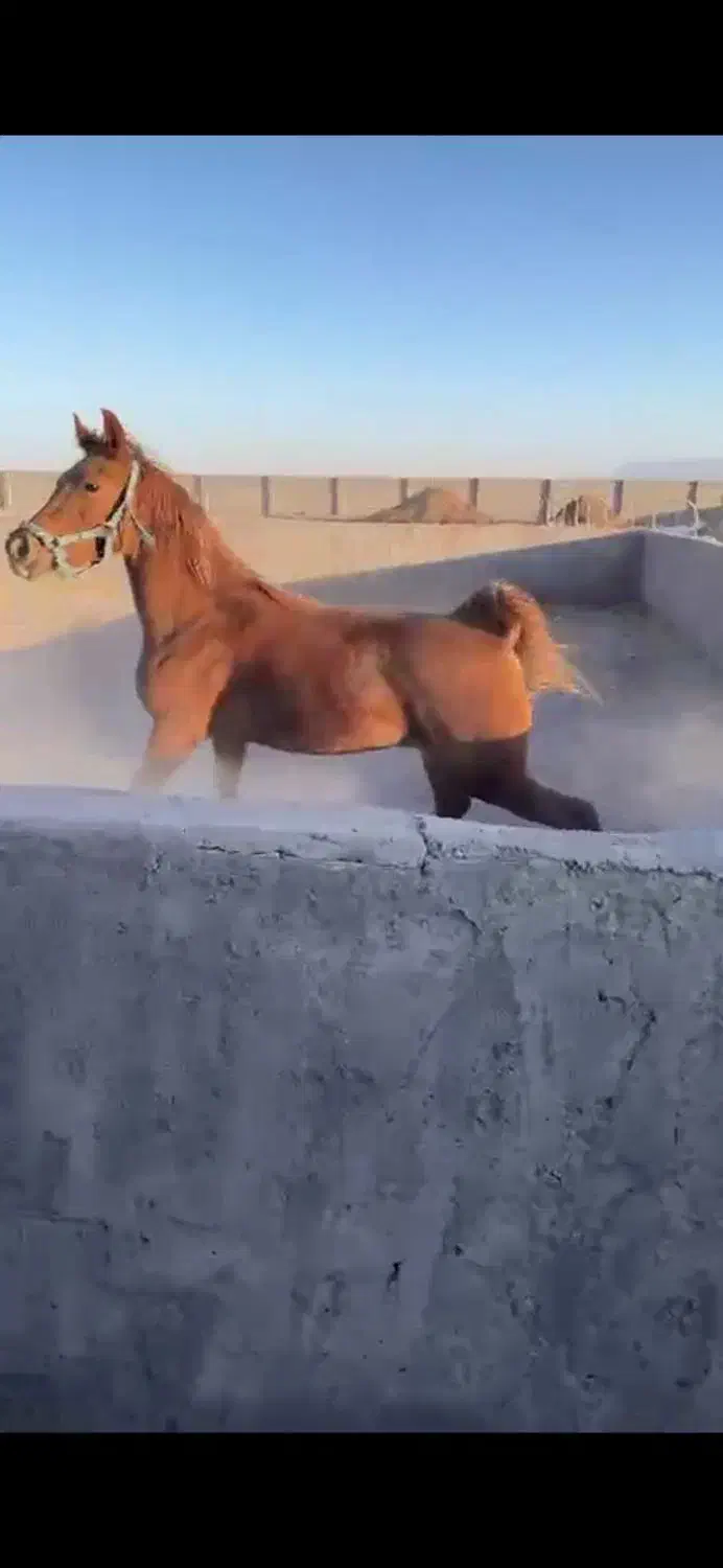 کره مادیون عرب یکسر وارداتی|اسب و تجهیزات اسبسواری|رفسنجان, |دیوار