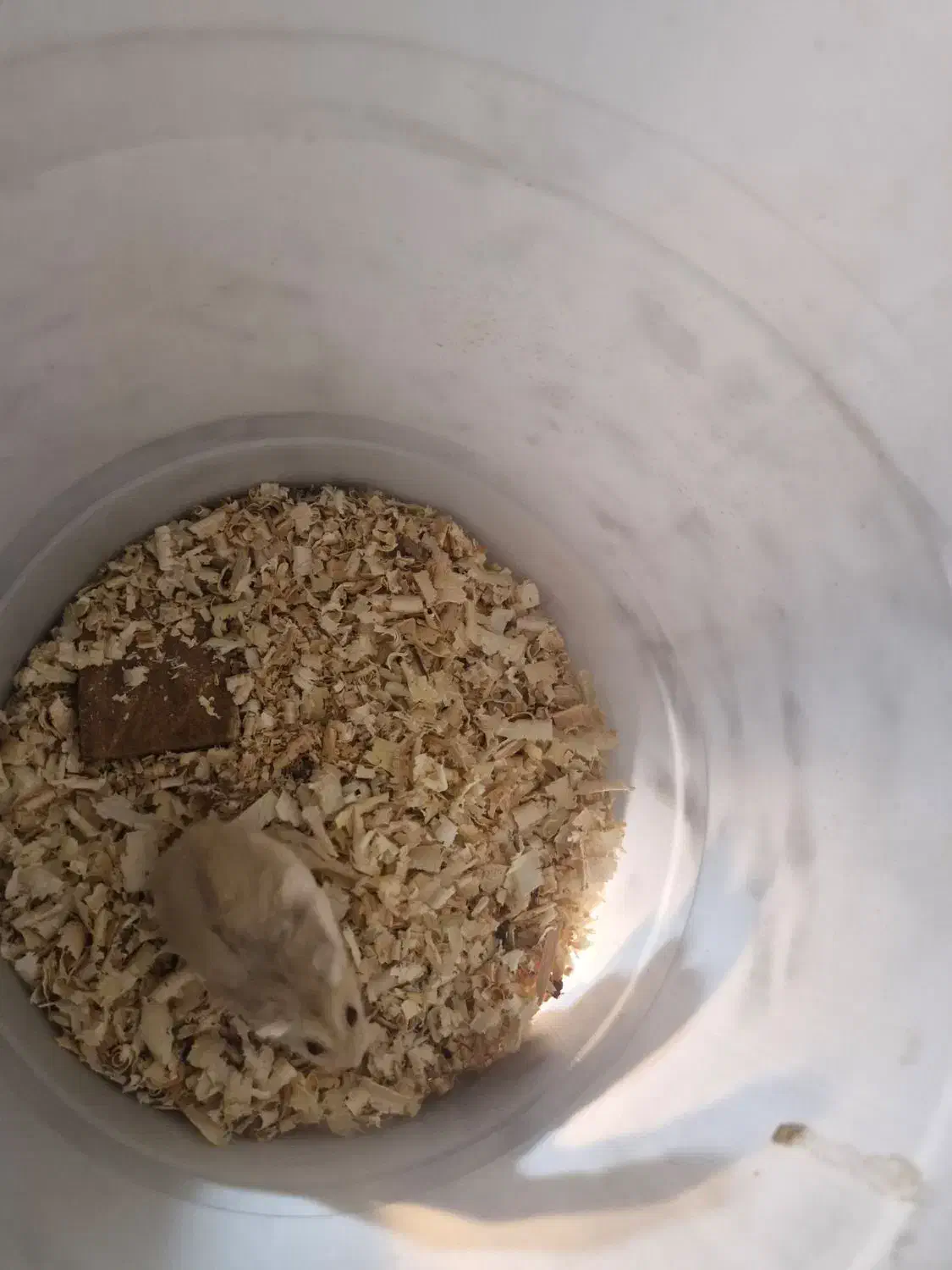 همستر|موش و خرگوش|بندرعباس, |دیوار