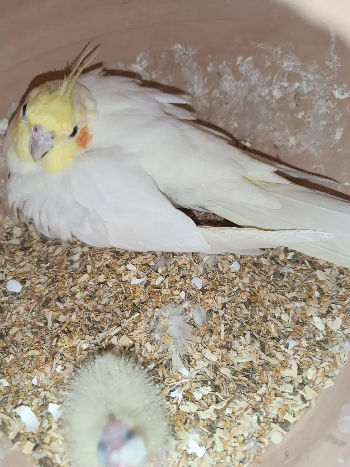 عروس هلندی نر|پرنده|سراوان, |دیوار