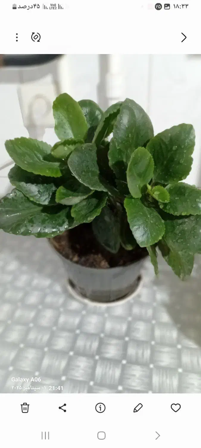 گل خونه کوچک.  معاوضه هم دارم ۳۵و۴۵و تا۲۰۰ ت|گل و گیاه طبیعی|بجنورد, |دیوار
