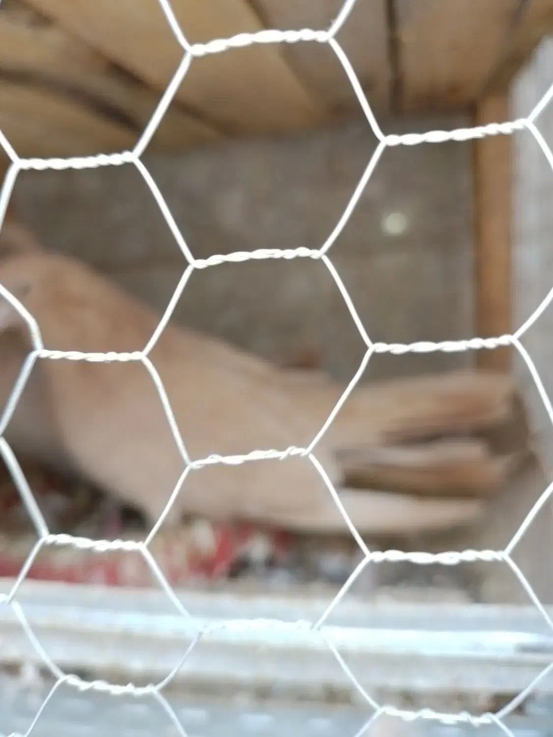 قدار|پرنده|پارس‌آباد, |دیوار