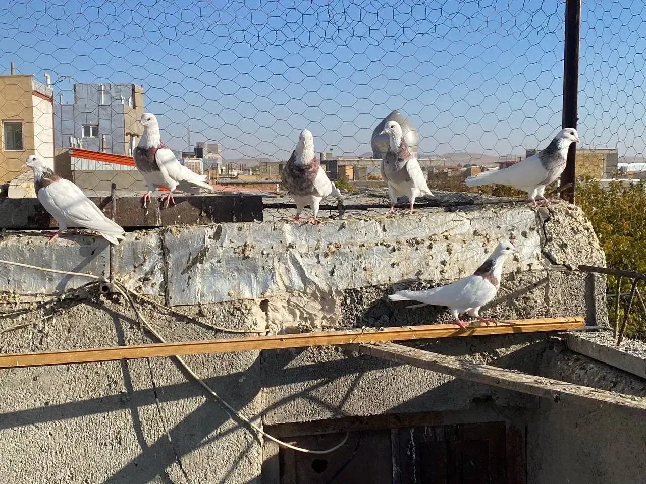 کبوتر طوقی|پرنده|درگزین, |دیوار