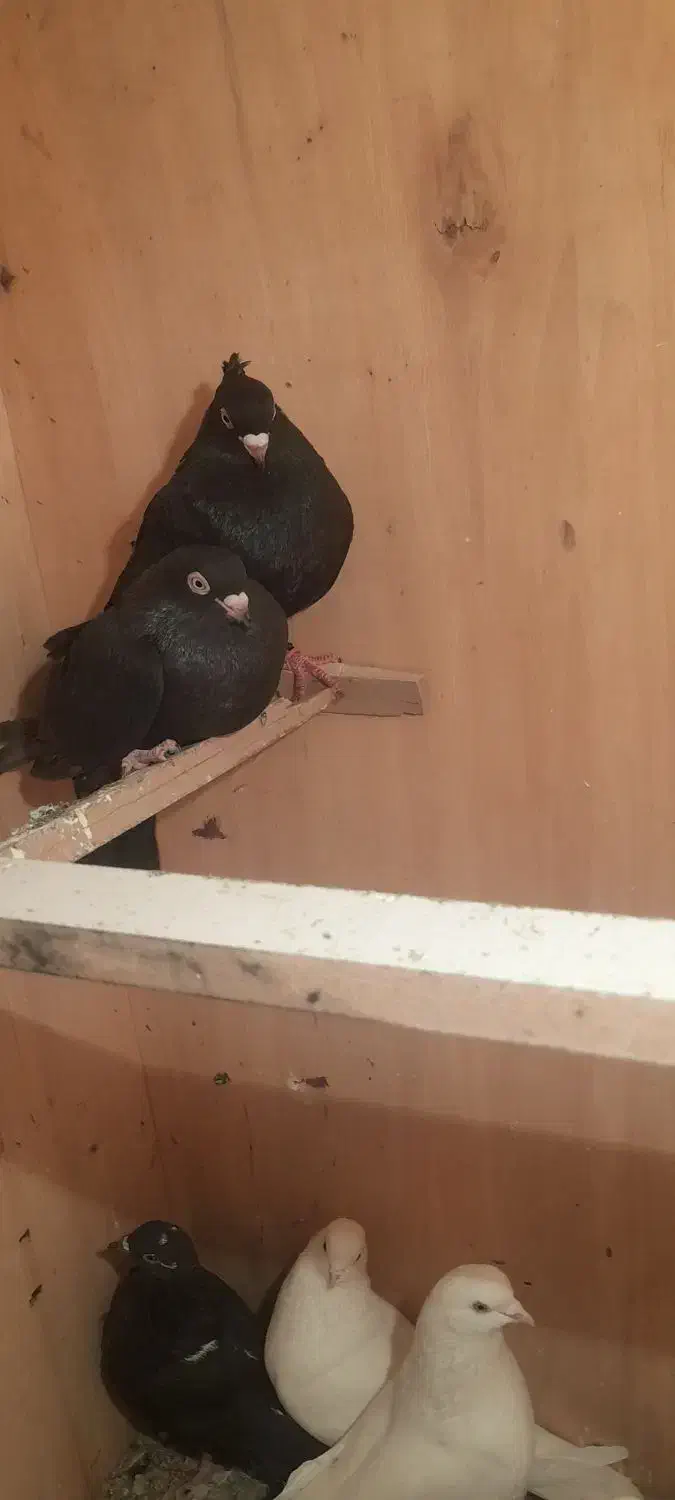 ۴ عدد کبوتر|پرنده|ارومیه, |دیوار