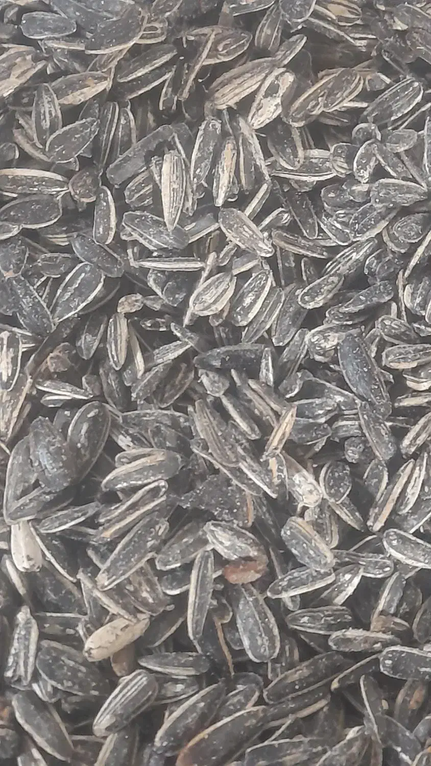 تخمه شور شده|خوردنی و آشامیدنی|شال, |دیوار