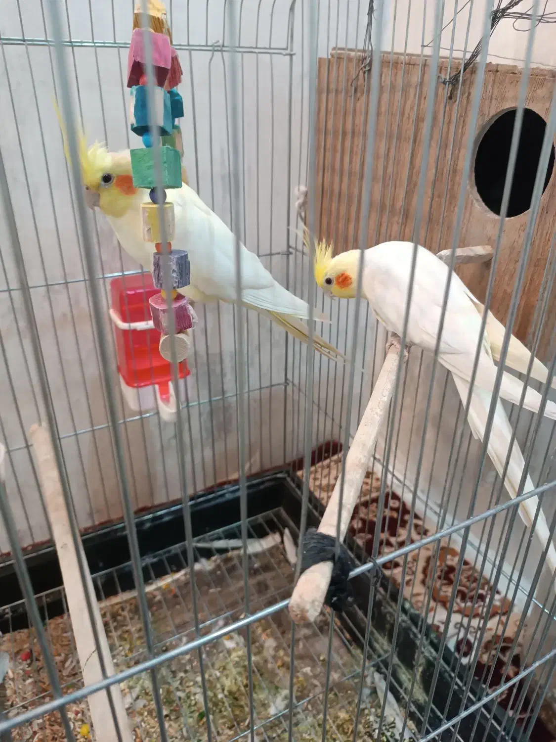 عروس هلندی جفت مولد|پرنده|دورود, |دیوار