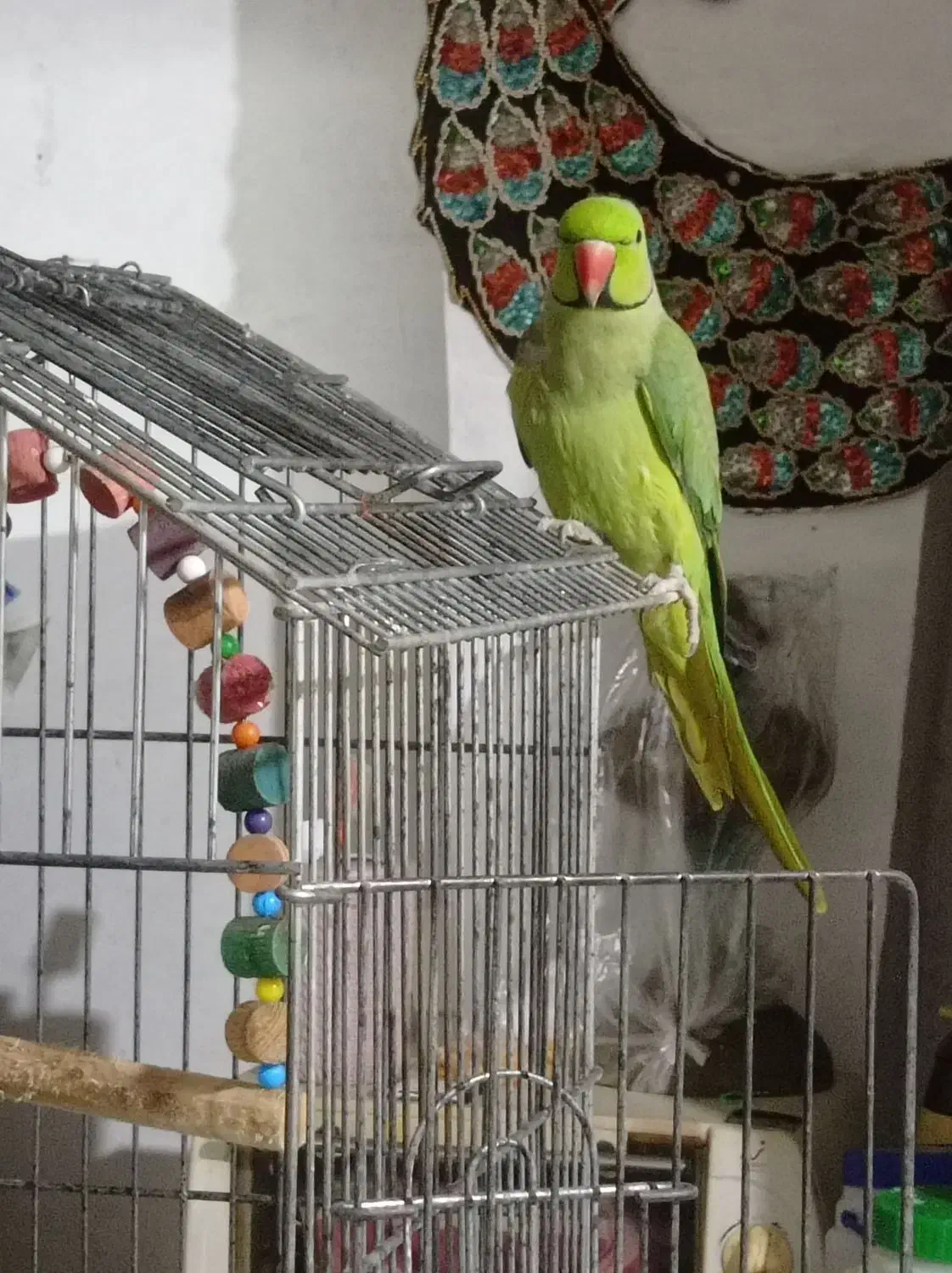 طوطی ملنگو نر سالم|پرنده|رشت, حومه رشت|دیوار