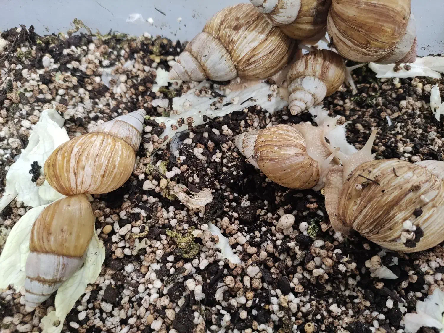 حلزون مولد|خزنده|تهران, شهرک خرازی|دیوار