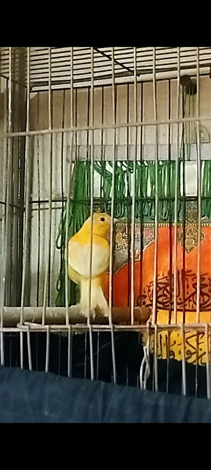 قناری نر بخون آماده جف گیری سرحال سالم|پرنده|مشگین شهر, |دیوار