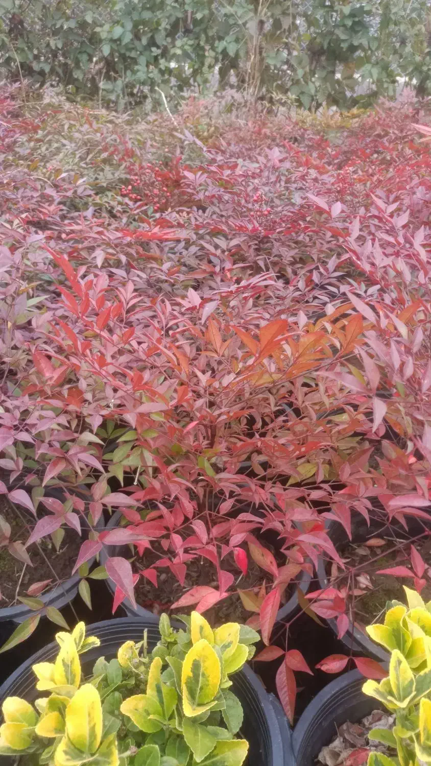 ناندینا سطل 10|گل و گیاه طبیعی|کلاچای, |دیوار