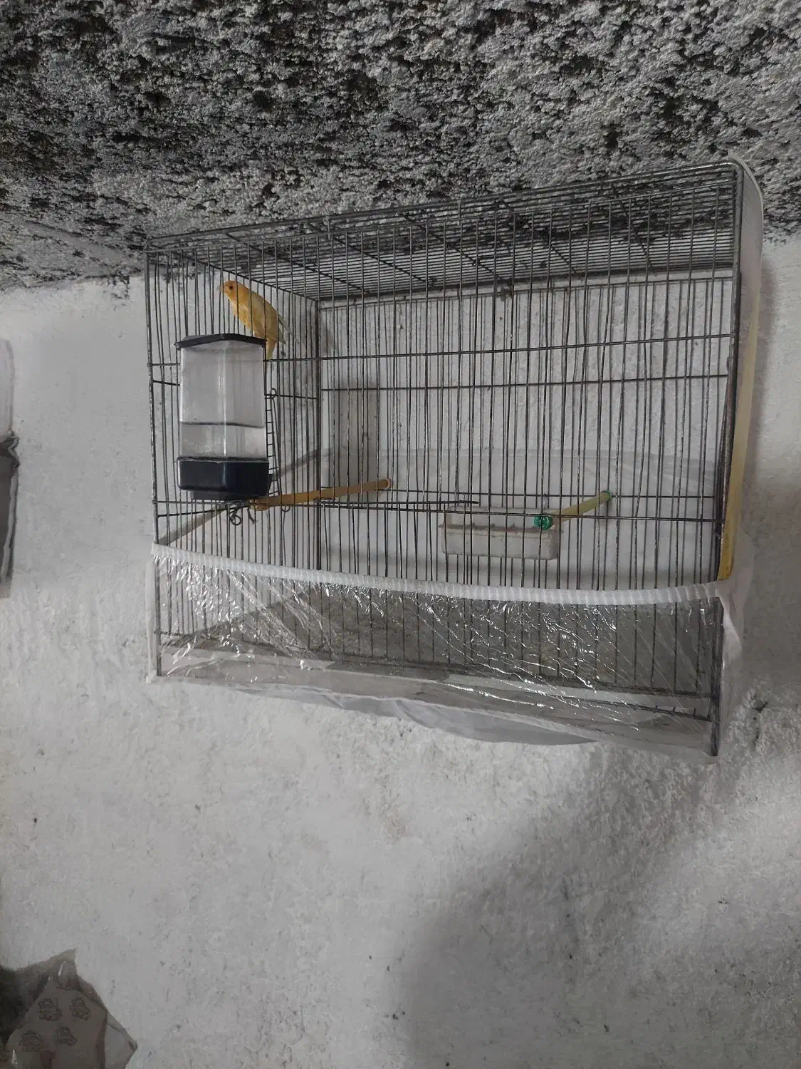 قناری مست مست|پرنده|خسروشاه, |دیوار