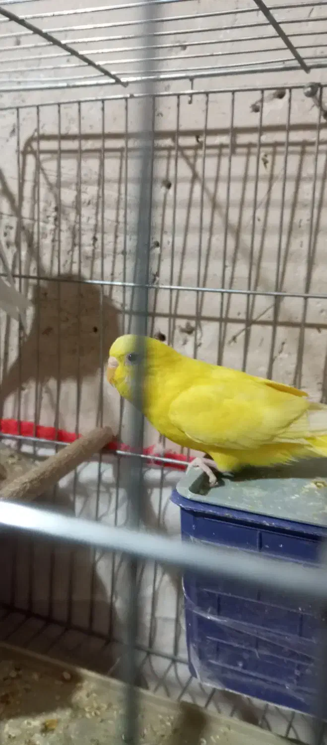 مرغ عشق زیبا در رنگهای مختلف|پرنده|مرودشت, فرهنگ|دیوار