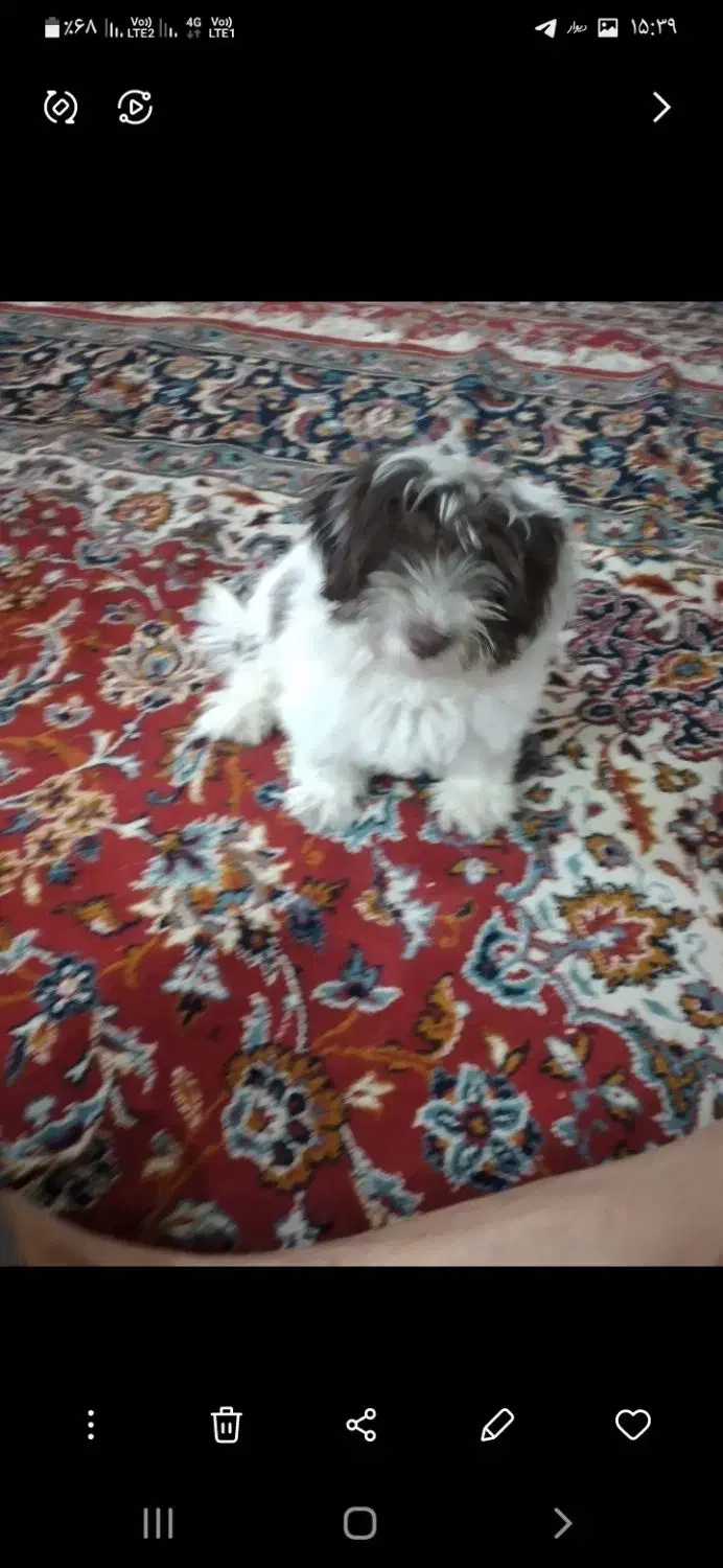 واگذاری دوقلاده سگ شیتزو تریل نر وماده بالغ|سگ|مشهد, علی آباد|دیوار