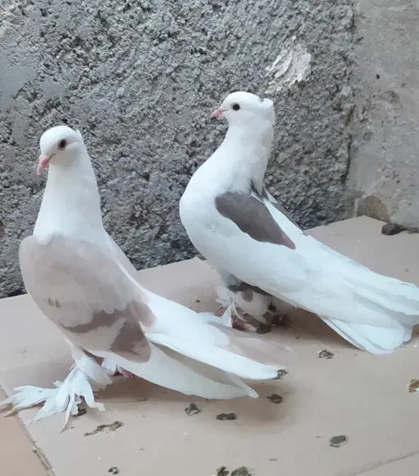 کبوتر قشنگ|پرنده|خورموج, |دیوار