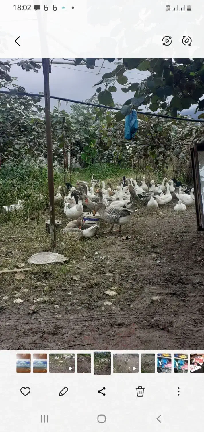 اوردک|حیوانات مزرعه|نوشهر, |دیوار