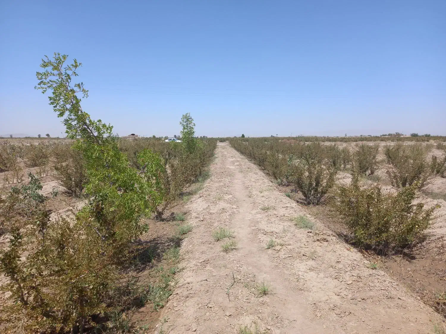 سه ساعت آب کشاورزی همراه با ۳۵۰نهال زرشک ۱۶ ساله|فروش دفتر صنعتی، کشاورزی، تجاری|سده (خراسان جنوبی), |دیوار