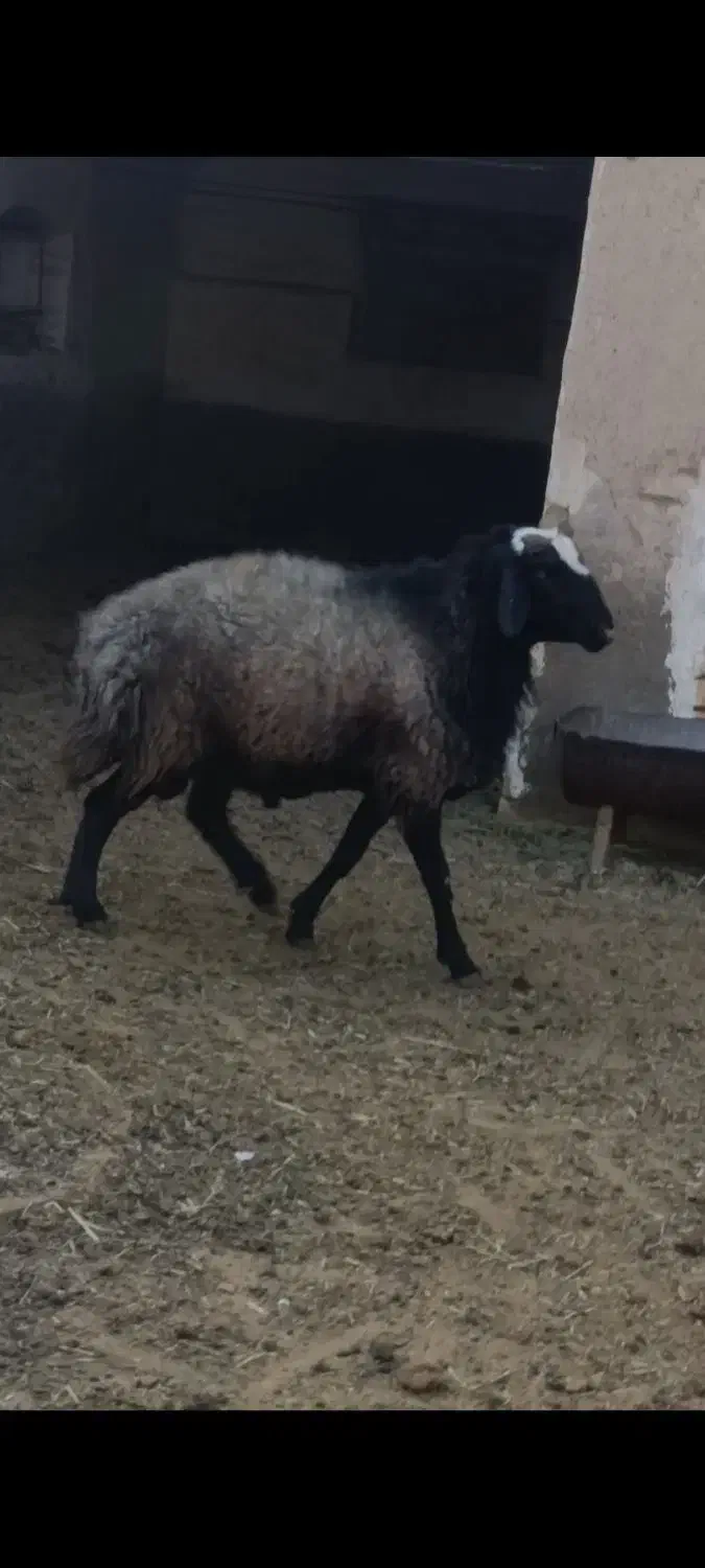 قوچ سیاه کبود|حیوانات مزرعه|آران و بیدگل, |دیوار