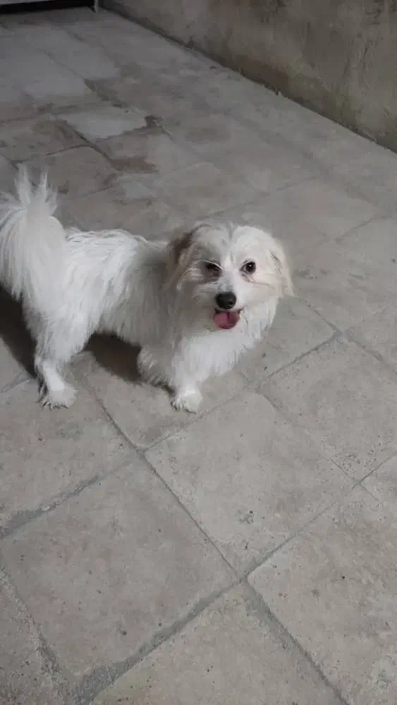 فروش سگ....|سگ|کازرون, |دیوار