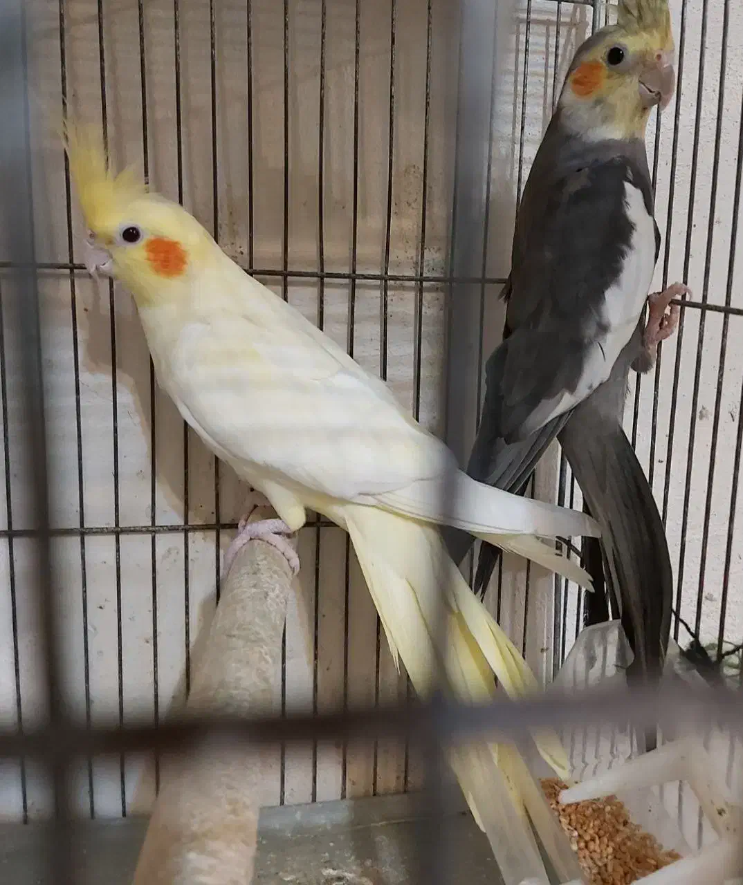 عروس هلندی جفت عروس هلندی 8 جفت مولد تخم گذاشتن|پرنده|رشت, استقامت ۱|دیوار